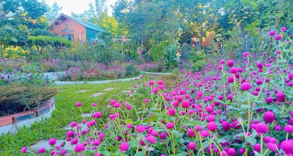 Homestay 368