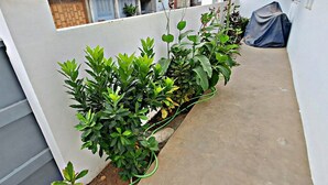 Een dakterras met verschillende groene planten en een tuinslang.