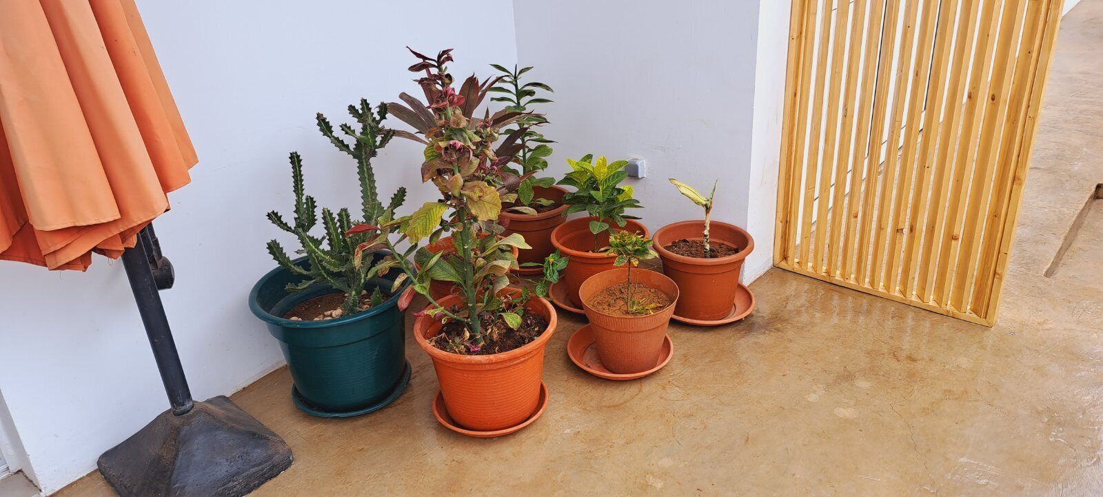 經典公寓 | 露台/庭院