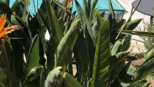 En swimmingpool med tropiske planter i forgrunden, en patio med udendørs møbler, og en bygning i sten i baggrunden.