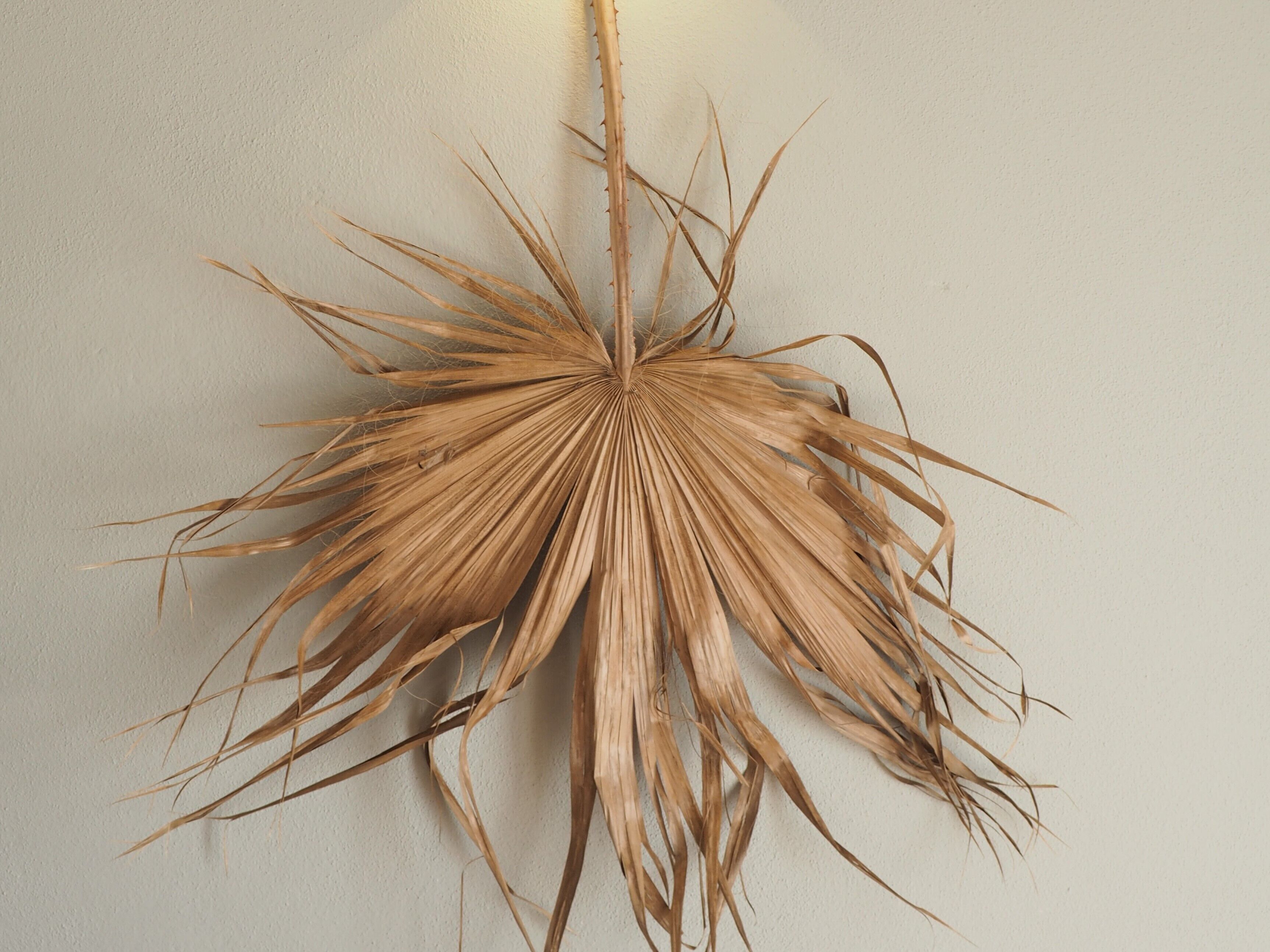 Foto - Llucatx Menorca