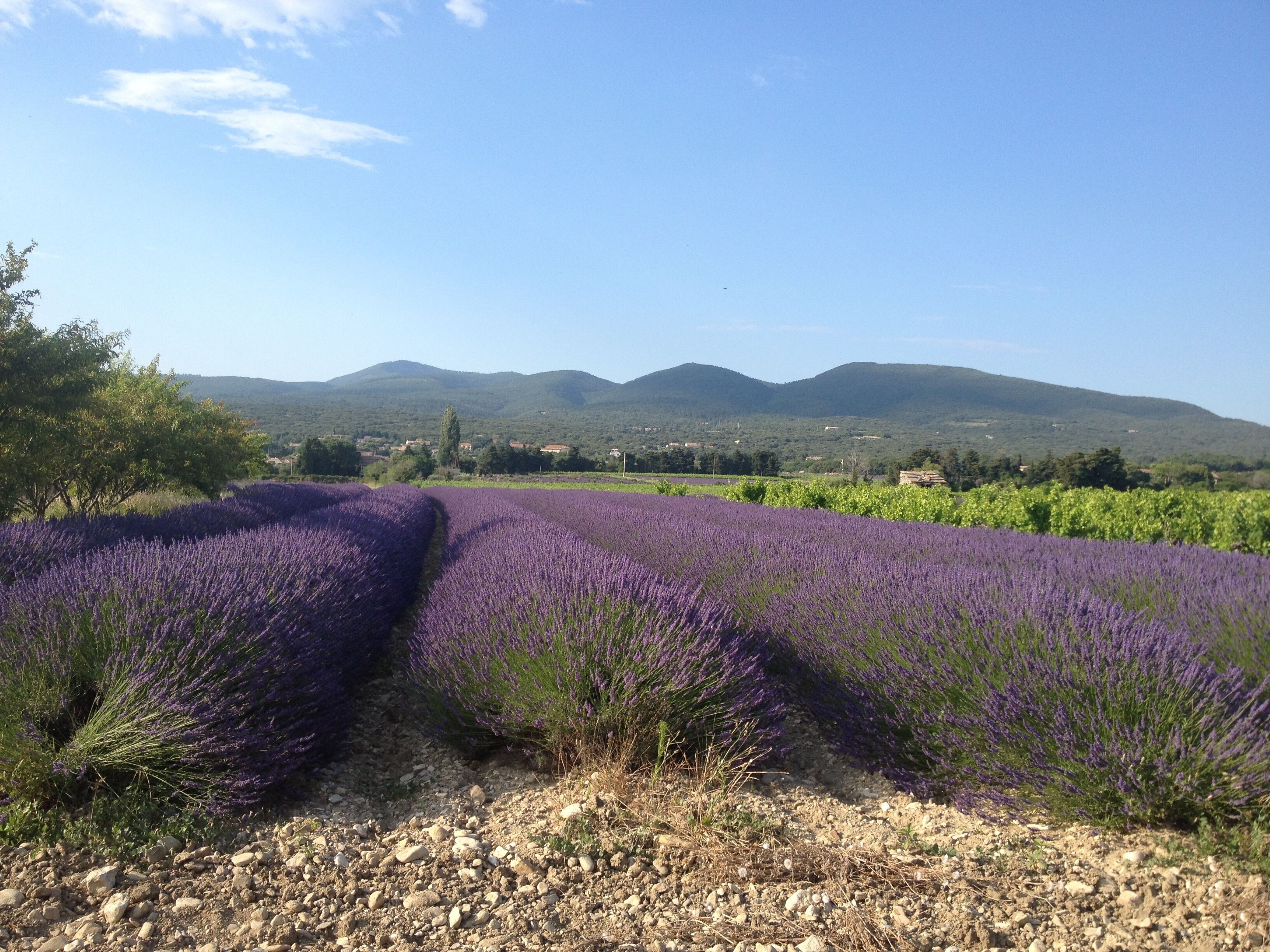 A lavender field with a clear sky and distant mountains.