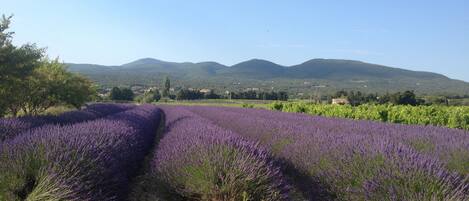 A lavender field with a clear sky and distant mountains.
