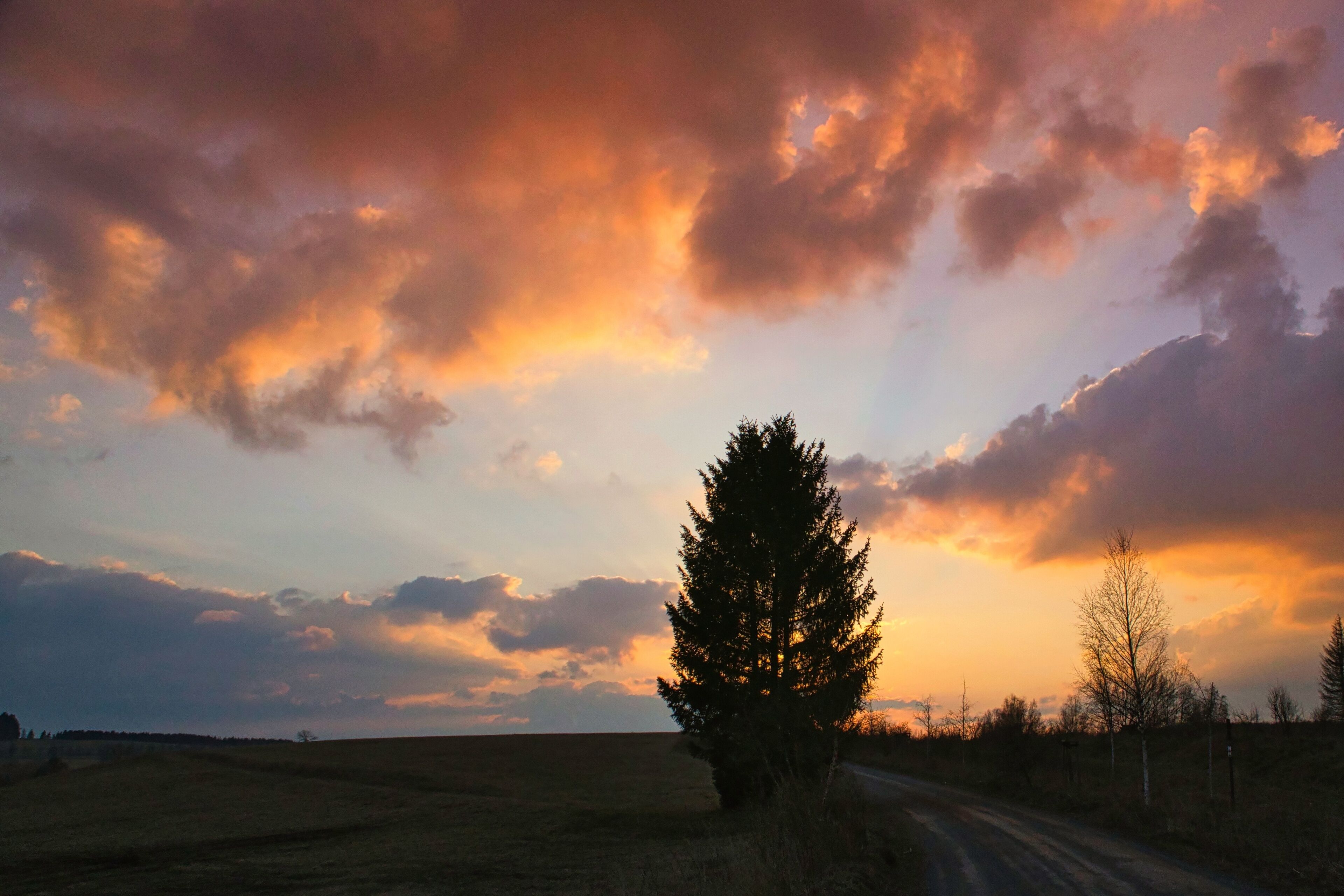 Paesaggio rurale con una strada sterrata, un albero sempreverde in evidenza e un cielo al tramonto suggestivo.