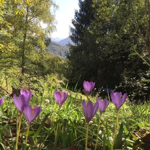 Een natuurlandschap met paarse bloemen op de voorgrond en een bergachtig achtergrond.