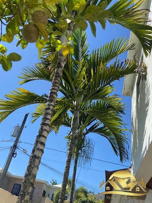 Stunning residential area with a prominent palm tree and a simple, functional building in the background.