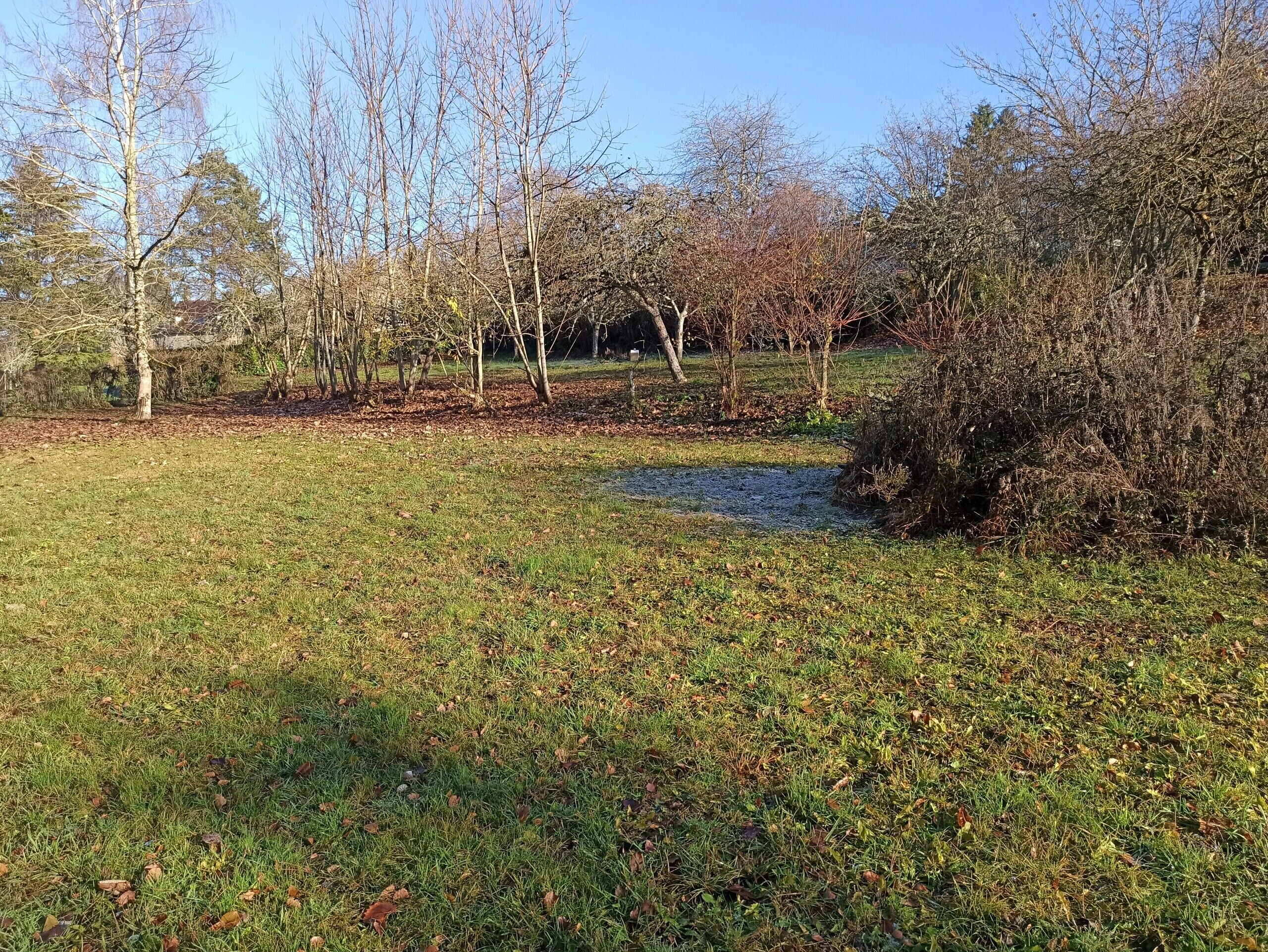 A grassy area with trees and a small stream.