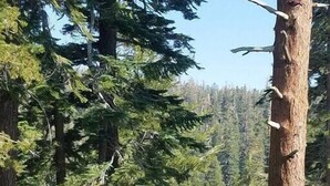 Uma área arborizada com um edifício que possui várias varandas e um telhado plano.