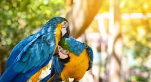 Two parrots perch on a branch amidst lush surroundings.