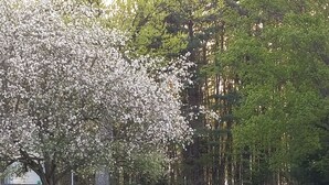 Un chemin de gravier mène à un belvédère blanc surmonté d’une grande sculpture sphérique, dans un parc où les arbres sont en fleurs.