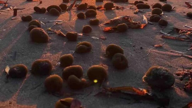 Una playa al atardecer con objetos dispersos sobre la arena.