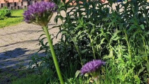 Ein rot backenfassender Bau mit Rundbogenfenstern und einer grünen Tür, umgeben von üppigem Grün und violetten Blumen.