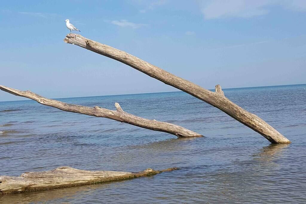 Eine Möwe sitzt auf einem abgebrochenen Ast über dem Wasser.