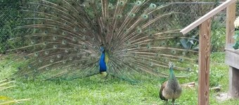 Country feel in the middle of the city