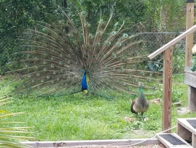 Country feel in the middle of the city