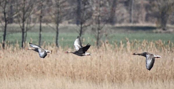 Tres gansos volando sobre un campo con árboles al fondo.