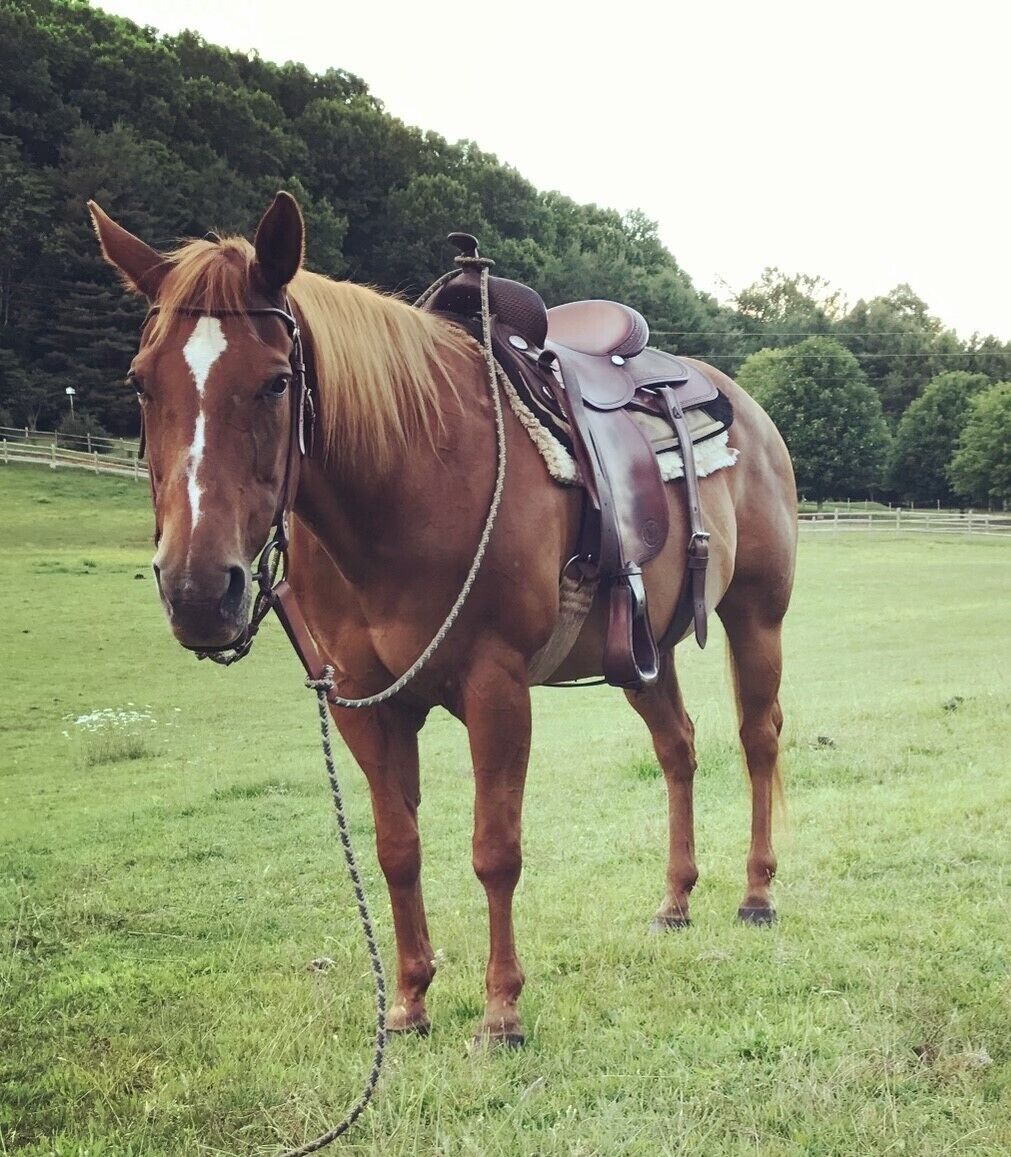 A horse with a saddle and bridle standing in a grassy field.