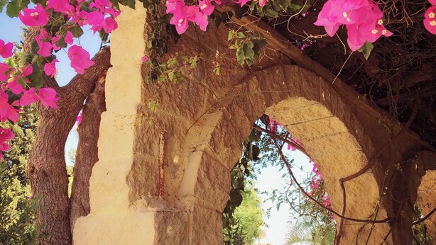 Een gebogen stenen structuur overwoekerd met felroze bougainvillea bloemen.