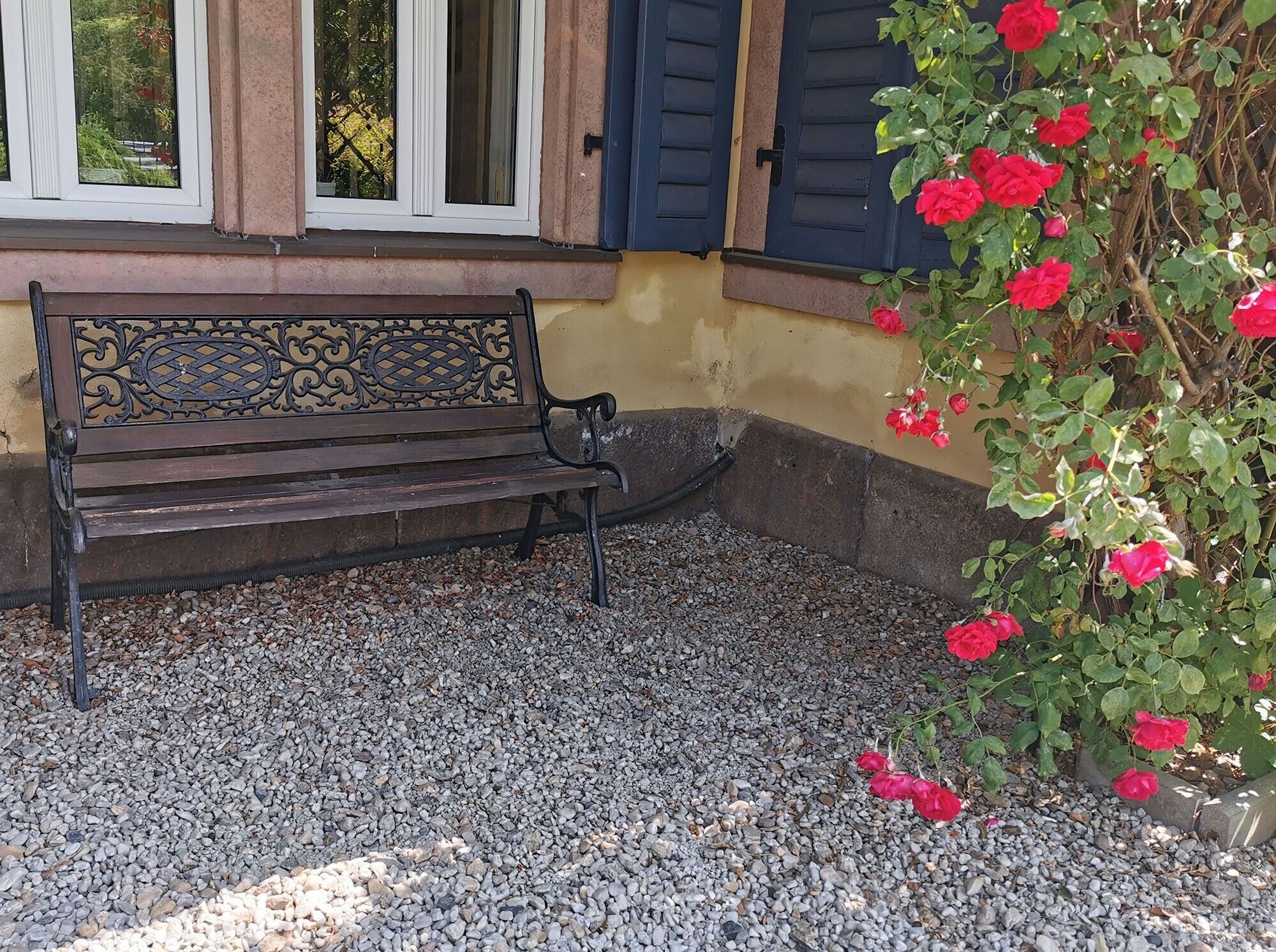 A bench with a decorative backrest, a gravel path, and a rose bush with red flowers.