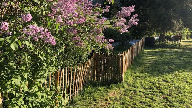 A garden with a wooden fence, green grass, and purple flowers.