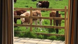 A view through a curtain of a farm with cows in a field. - The Shamba, Bainvalley Cottages (Hemingby)