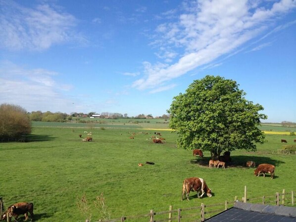 A rural landscape with a large tree in the center, surrounded by a fenced field with grazing cattle.