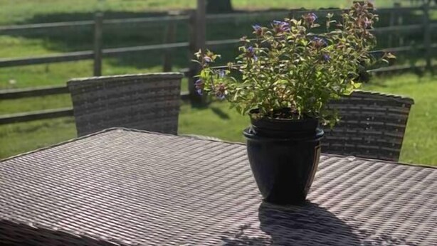 Une table avec une plante en pot au premier plan, un arbre en arrière-plan et un champ herbeux avec des vaches.