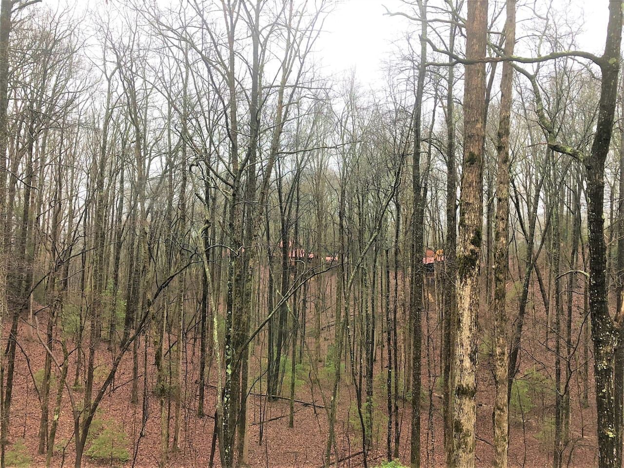 Un bosque denso con árboles altos y sin hojas, cubierto de hojas caídas.