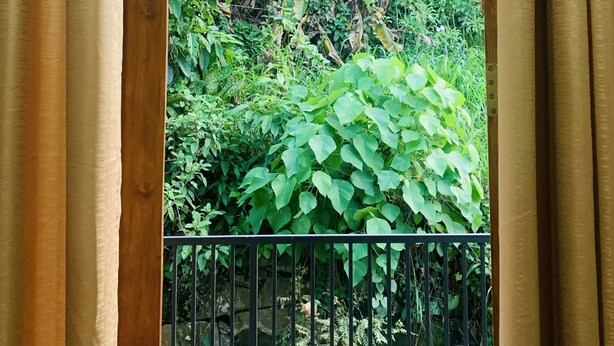 A wooden-framed window with curtains, a metal railing, and lush green foliage outside. - Jungle City Hostel (Galle)