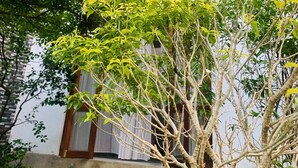 A tree with green leaves in front of a building with a window and a door. - Jungle City Hostel (Galle)