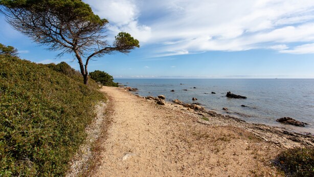 Camino costero con un árbol, cielo despejado y mar tranquilo.