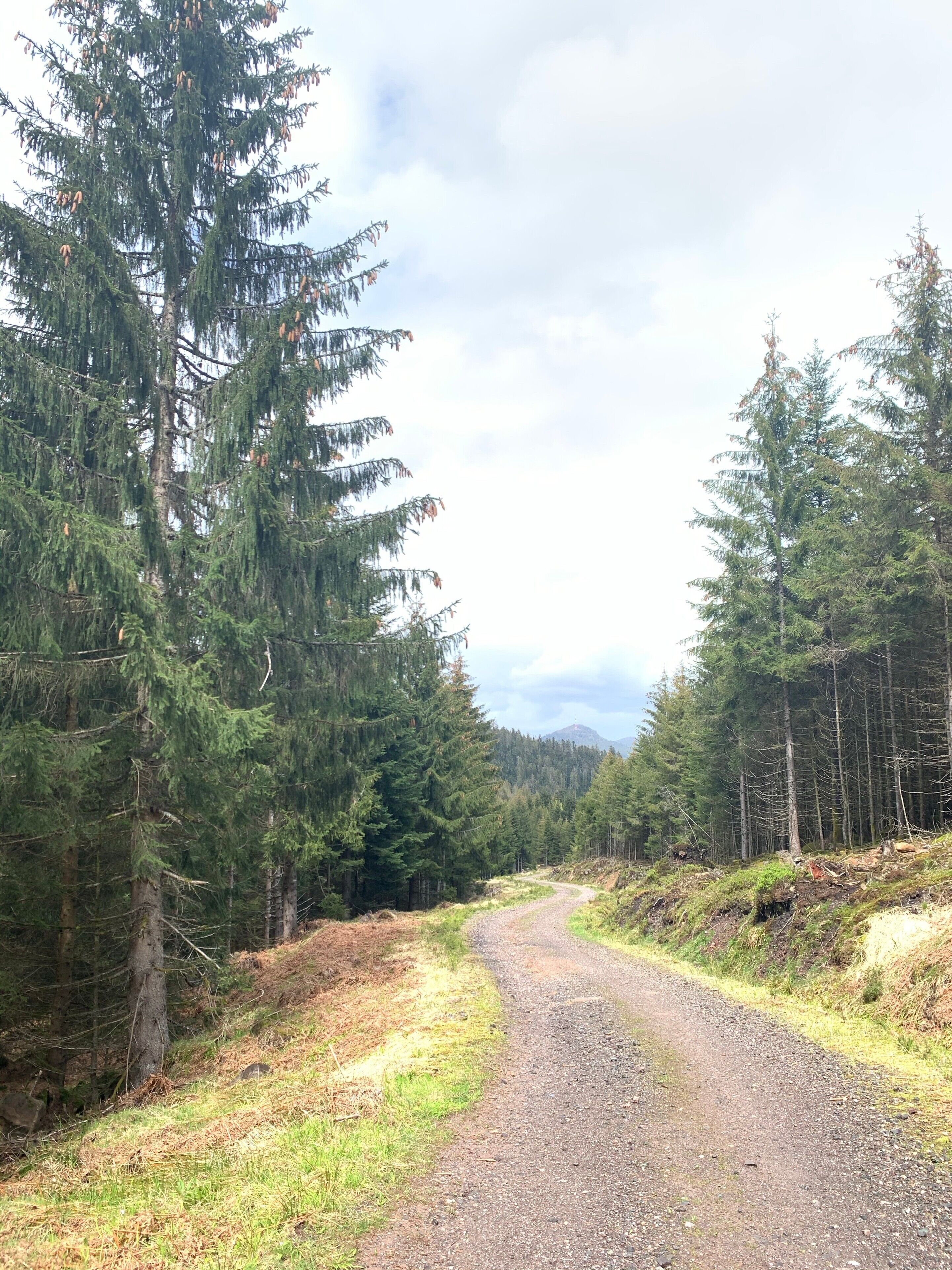 A gravel path through a dense forest with tall evergreen trees.