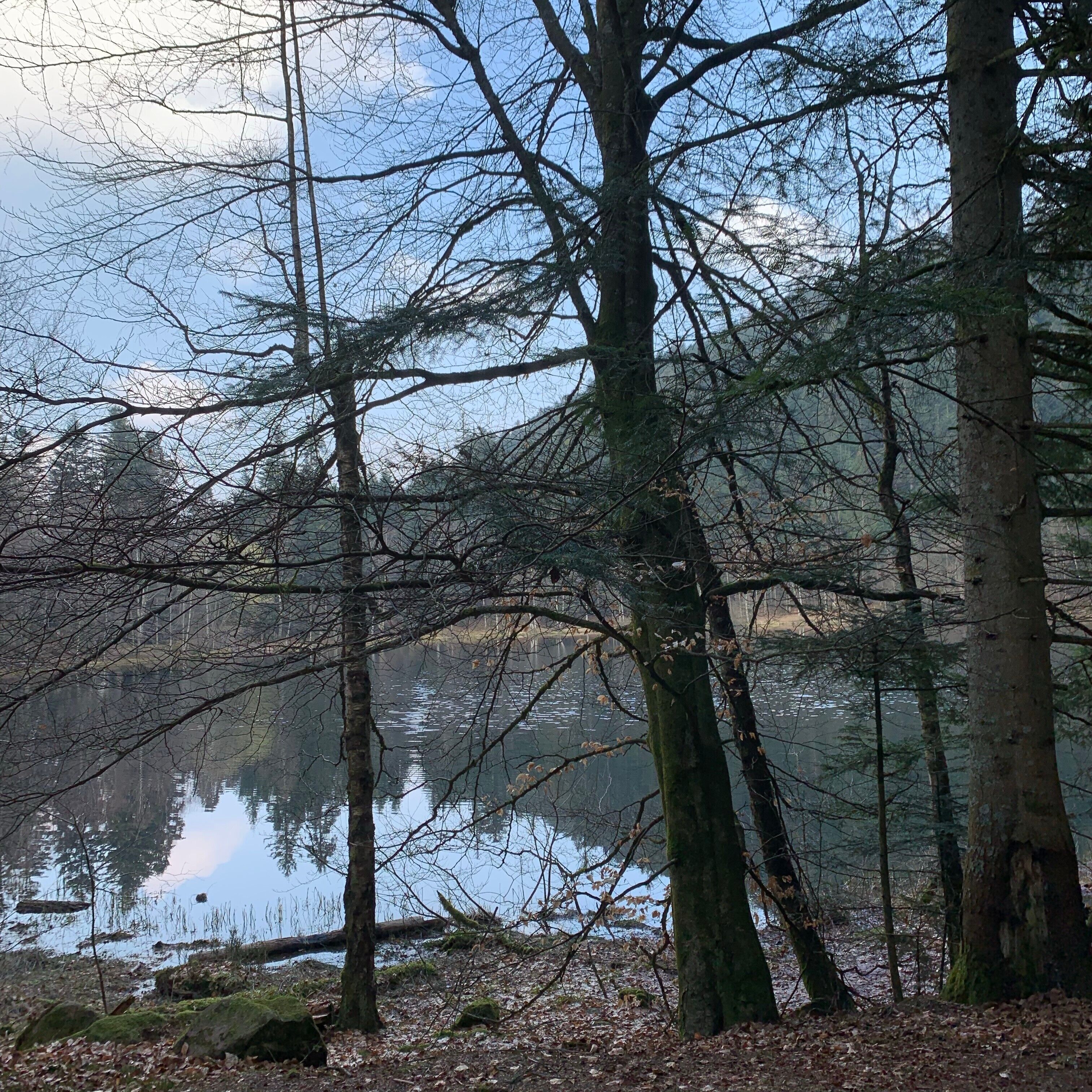 A forested area with a calm lake, trees, and a clear sky.