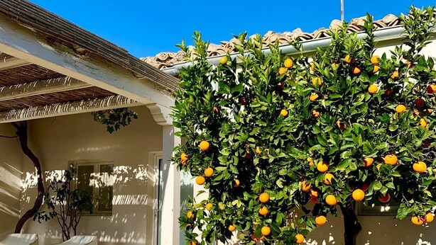 A covered outdoor seating area with a potted tree bearing fruit.