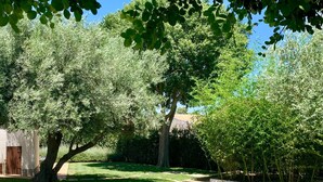 A well-maintained garden with mature trees, a lawn, and a stone pathway.