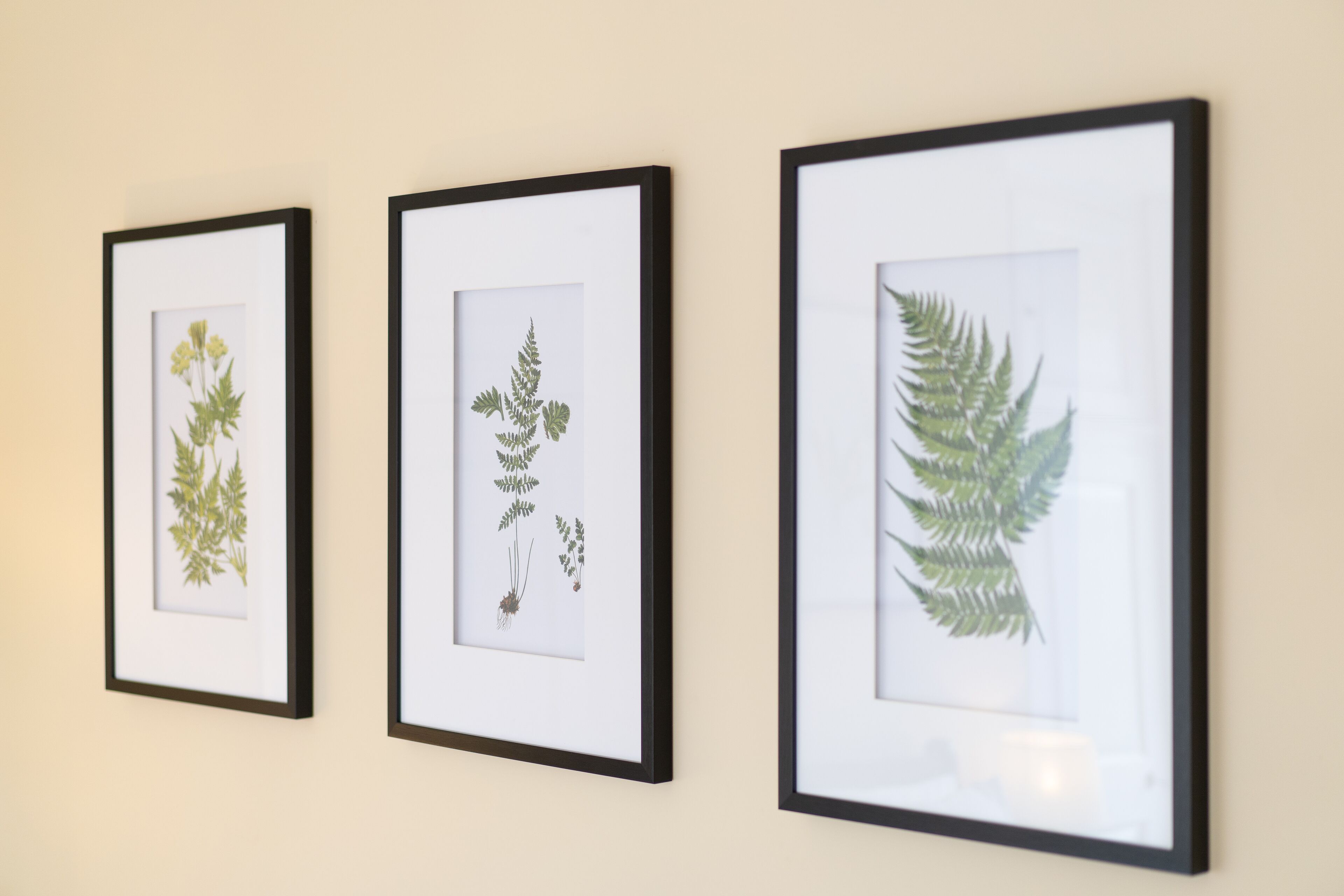 Three framed botanical prints on a wall.