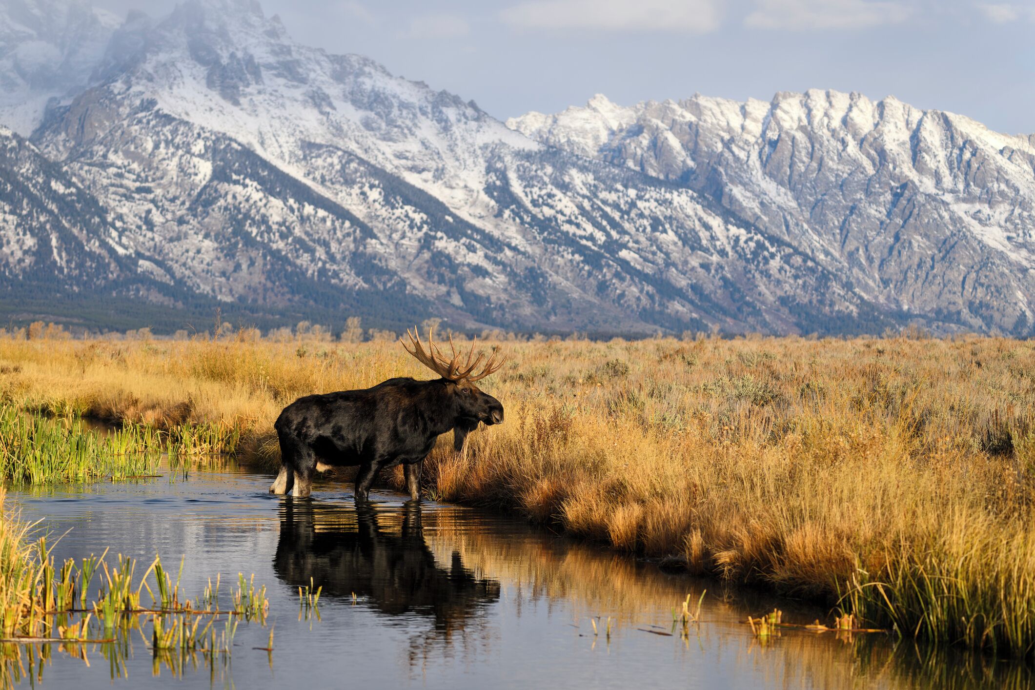 A moose standing by a reflective water body with a mountainous backdrop.