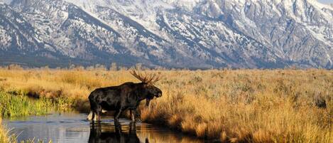 A moose standing by a reflective water body with a mountainous backdrop.