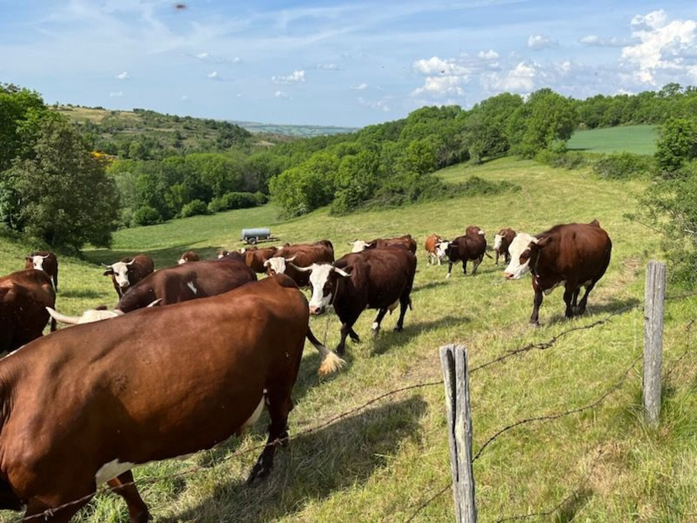 A rural landscape with a herd of cattle grazing in a field.