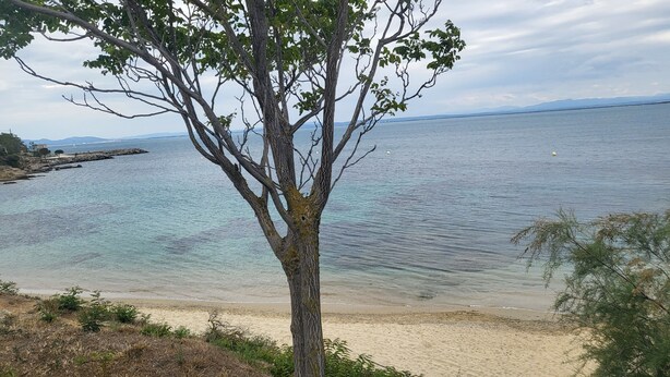 Eine Küstenlandschaft mit einem Baum im Vordergrund und einem Sandstrand.