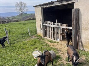 Property grounds - 65 sqm cottage with fireplace, terrace, and children's play area (Saint-Médard-en-Forez)