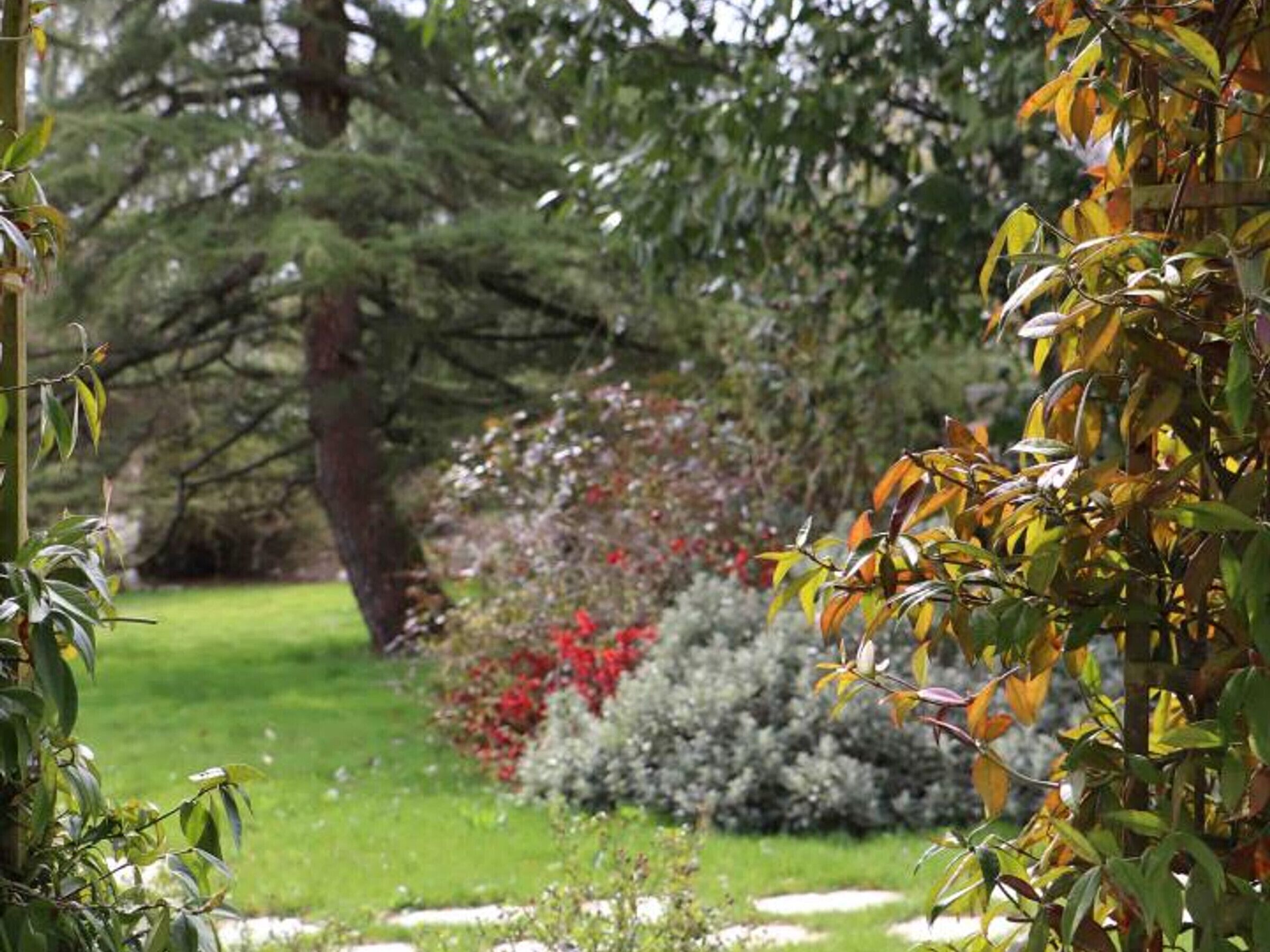 Un vialetto in giardino, con diverse piante e un grande albero sullo sfondo.