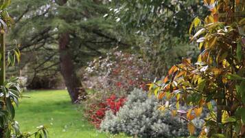 Un vialetto in giardino, con diverse piante e un grande albero sullo sfondo.