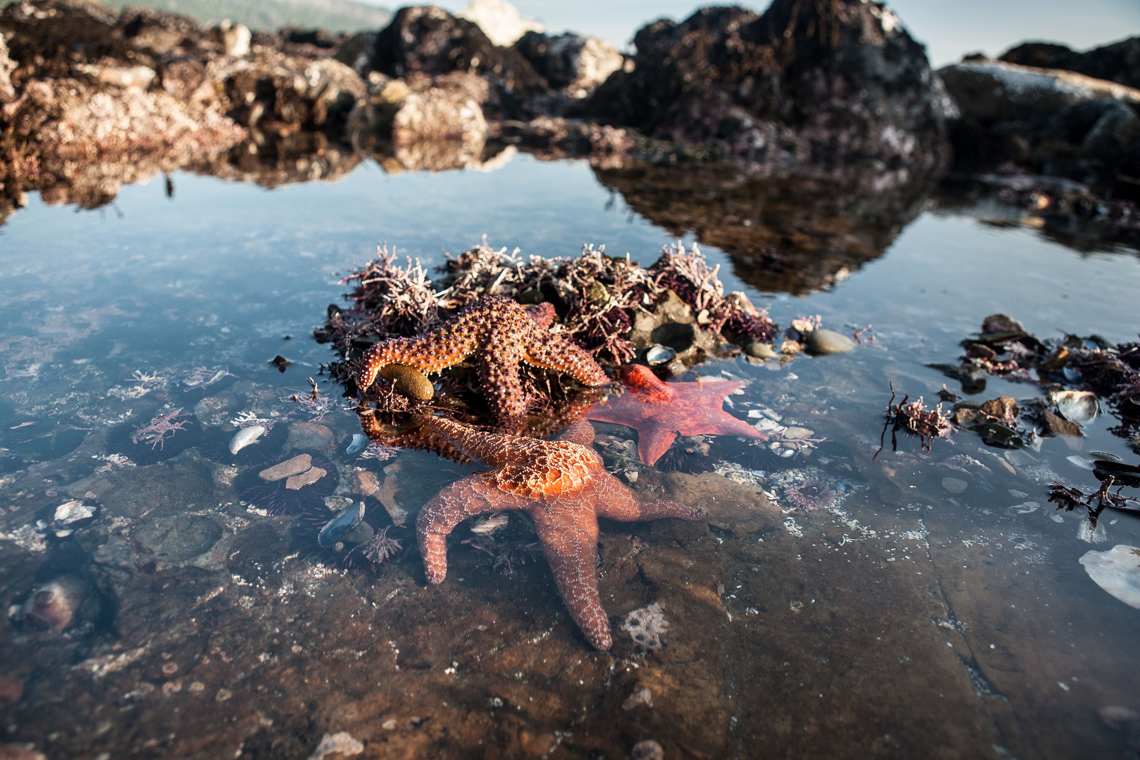 A starfish and a sea urchin on a rocky shore with clear water.