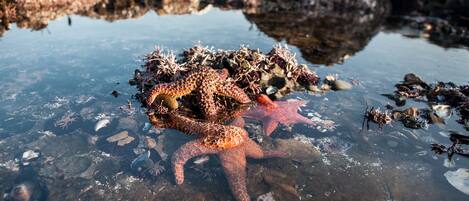 A starfish and a sea urchin on a rocky shore with clear water.