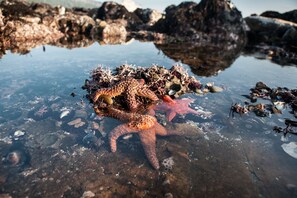 A starfish and a crab on a rocky shore with clear water.