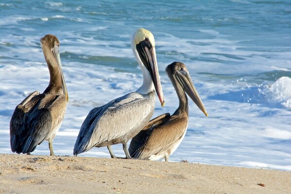 Enjoy Everything the beach has to offer! 5 min walk to here!