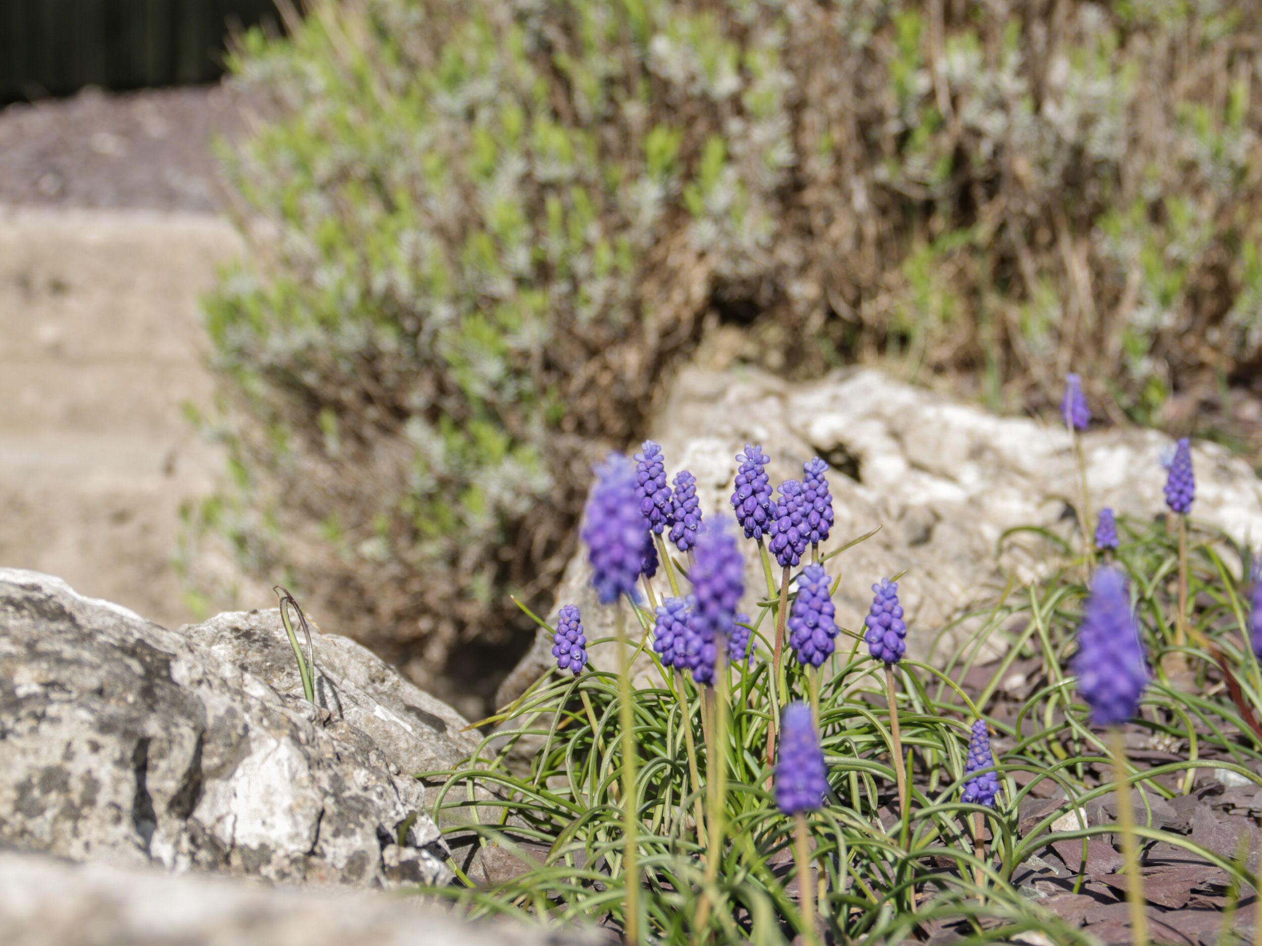 A rocky terrain with purple flowers and green shrubs.