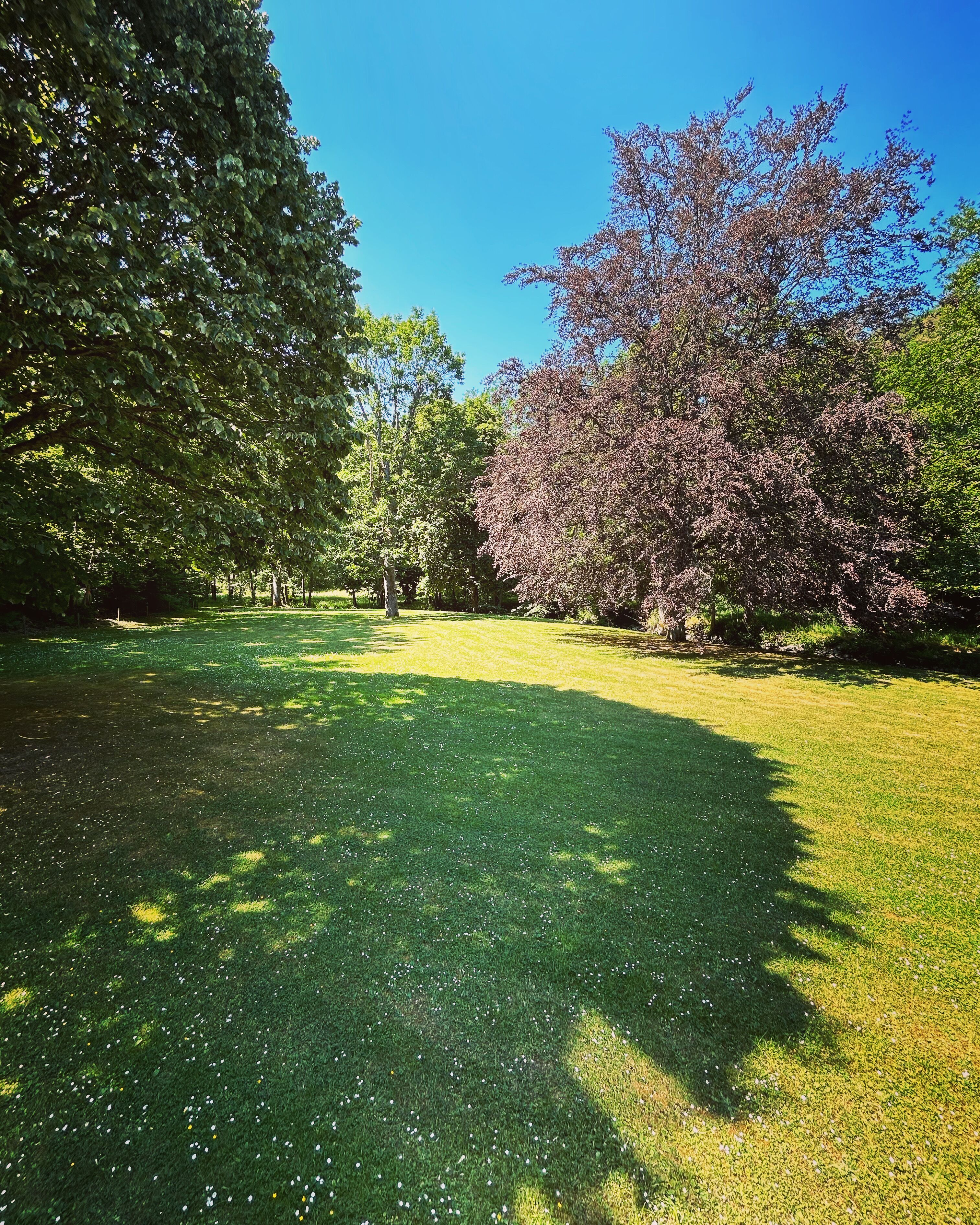 Ein Park mit einer grünen Wiese, Bäumen und blauem Himmel.