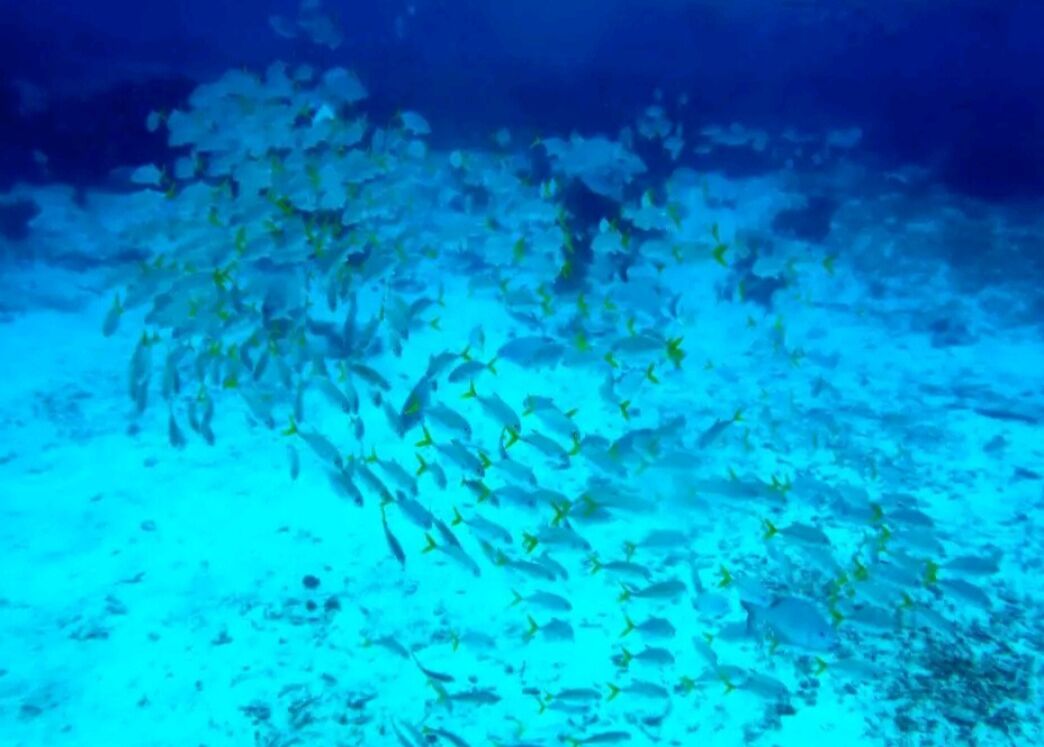An underwater scene with a school of fish swimming in a blue ocean environment.